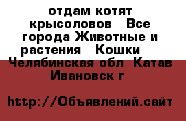 отдам котят крысоловов - Все города Животные и растения » Кошки   . Челябинская обл.,Катав-Ивановск г.